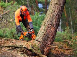 Whitesboro, AL Tree Services Company